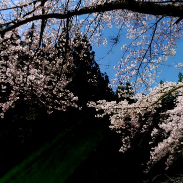 桜は咲いたがさくらはまだか